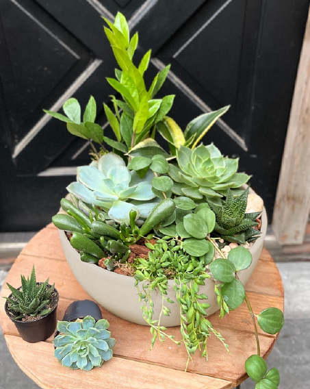 Decorative & Indoor Plants