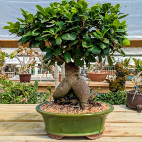 Bonsai Tree