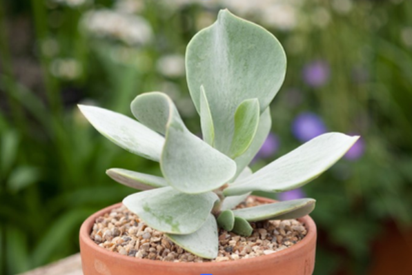 Succulent