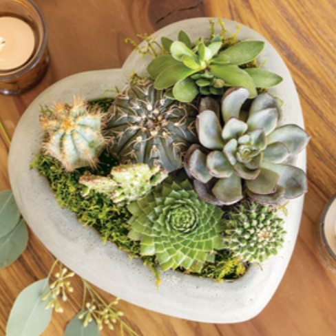 Succulent